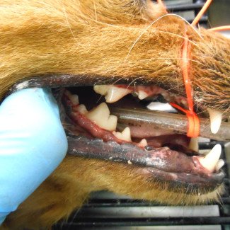 casey-dental-after casey-dental-after