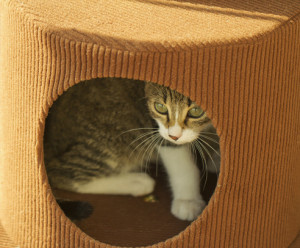 Cat hiding in a box with round hole