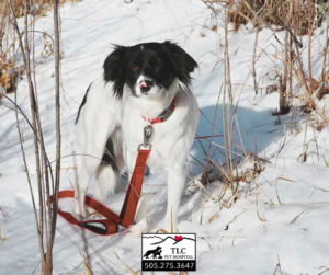 Cold Weather Pet Tips