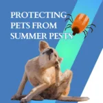 Protecting pets from summer pests